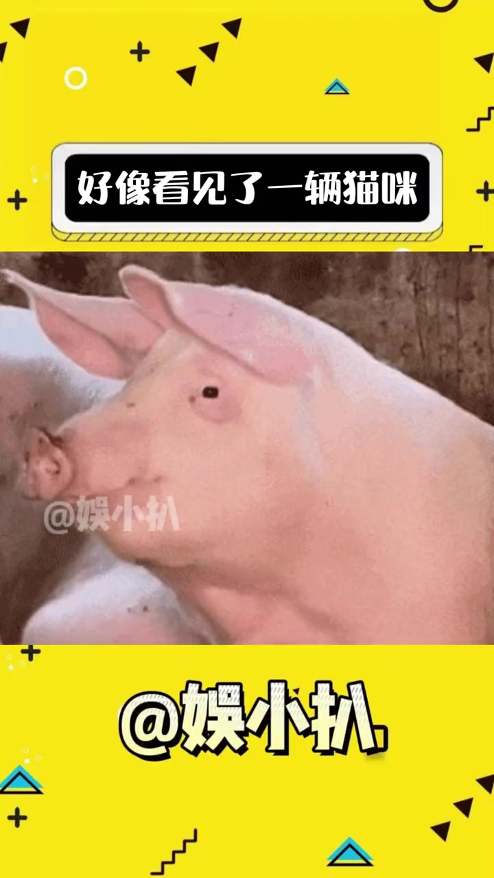 我很少用一辆这个词语来形容一个小猫咪 猫咪 傻猫的日常 胖猫 萌宠 万万没想到