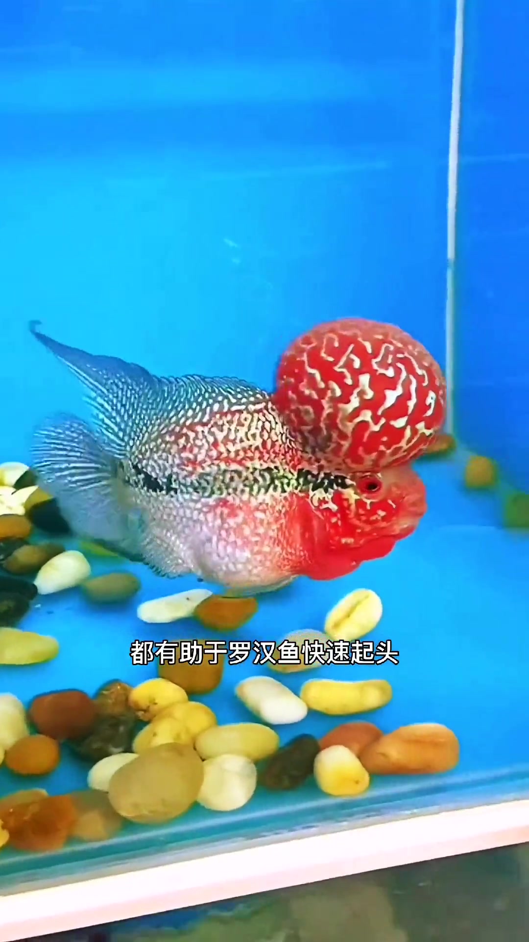 做好以上几点,罗汉鱼起头不是一个难题哦 养鱼 罗汉鱼 热带鱼 观赏鱼 水族爱好者