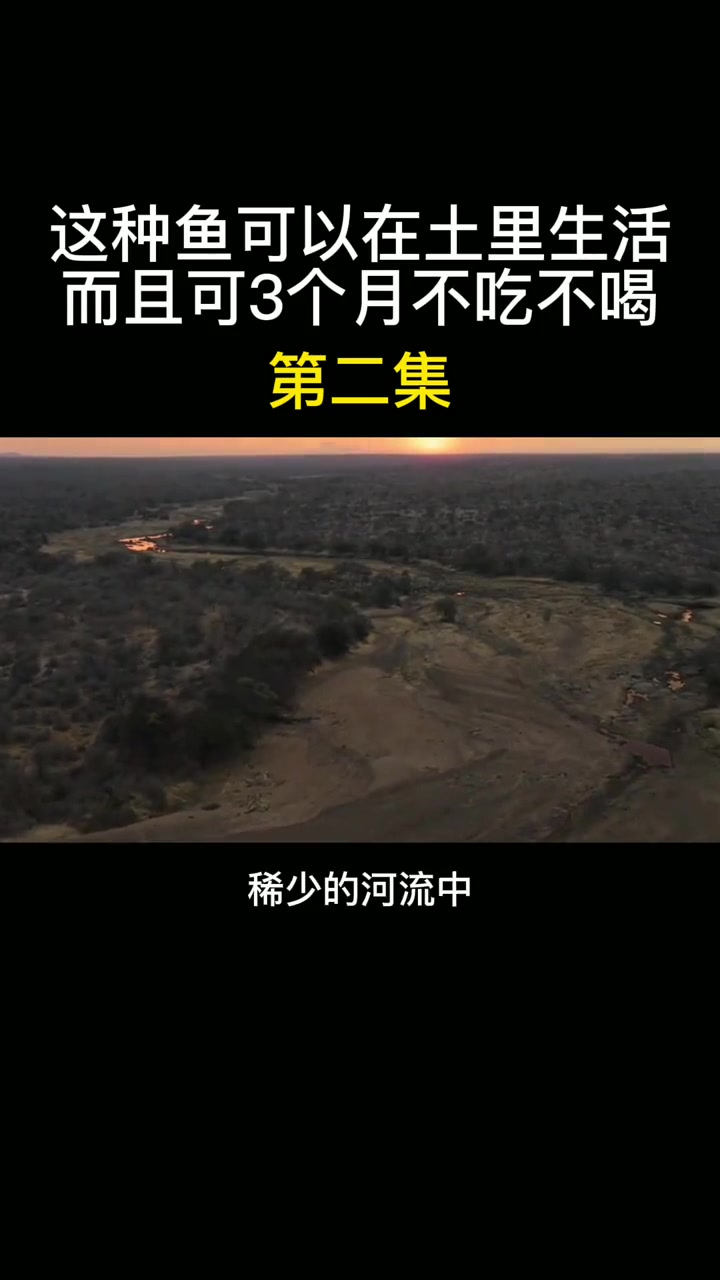 这种鱼可以生活在土里?肺鱼 非洲 泥盆记