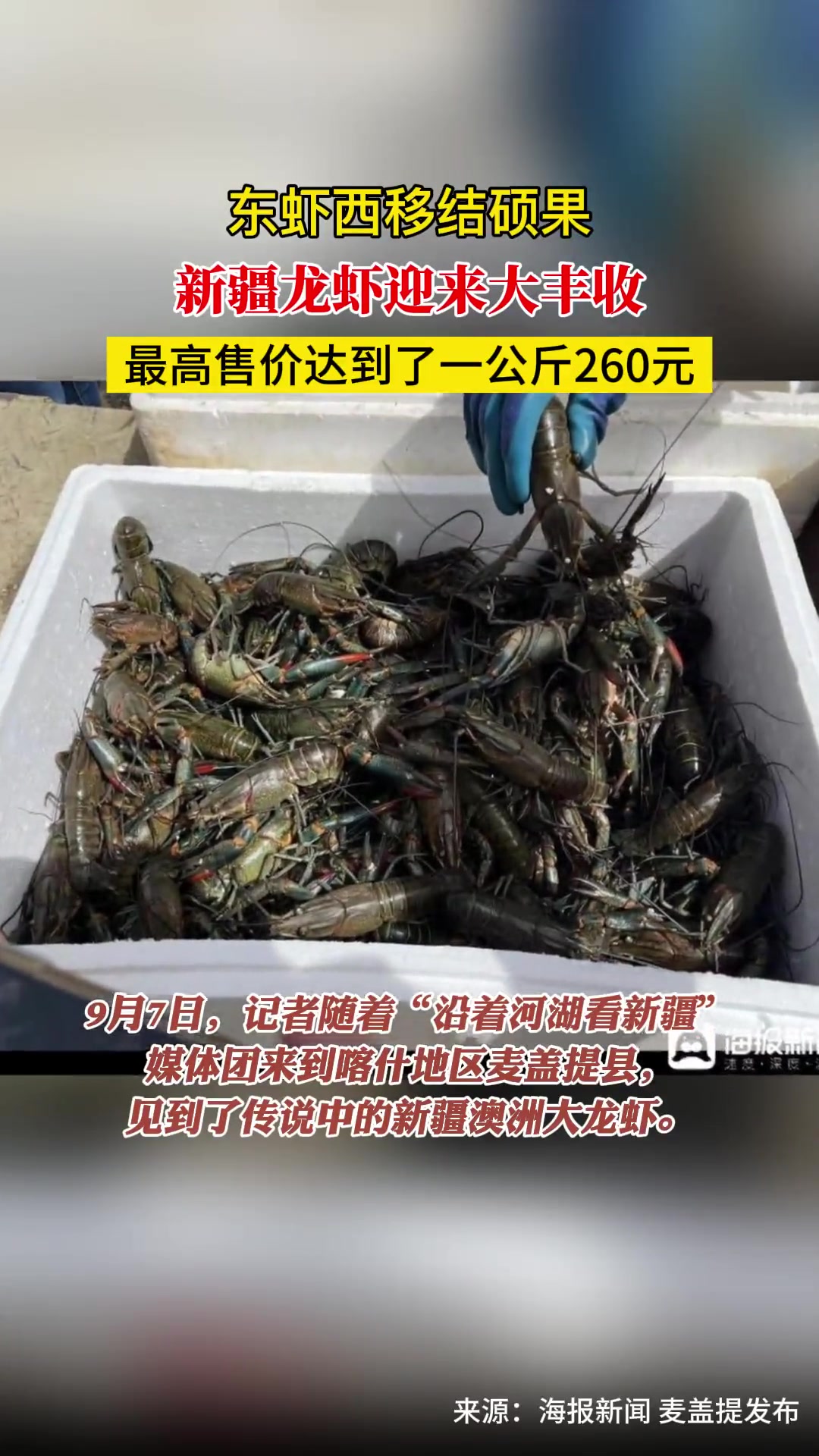 东虾西移结硕果 新疆龙虾迎来大丰收 最高售价达到了一公斤260元