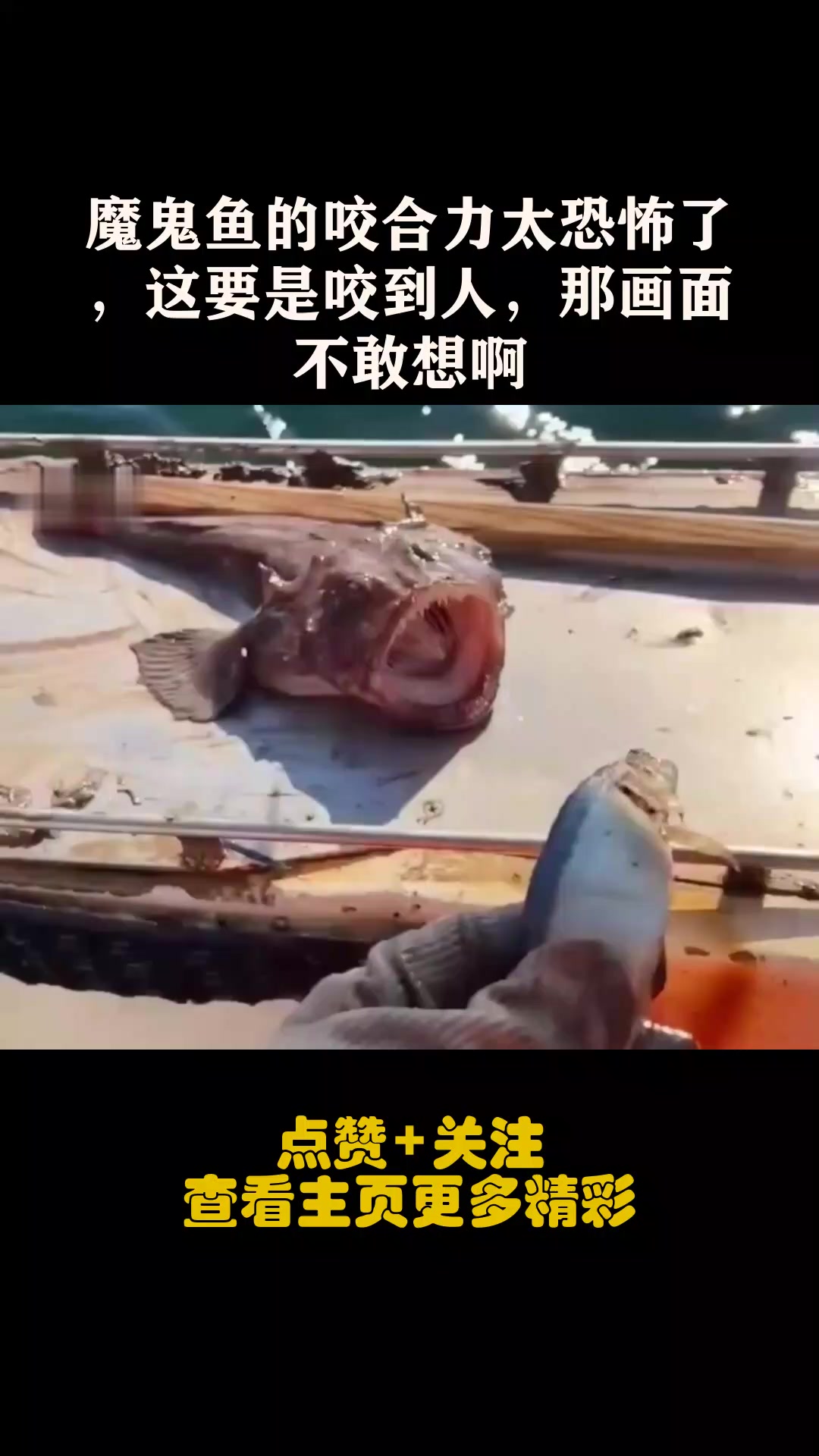 魔鬼鱼的咬合力太恐怖了,这要是咬到人,那画面不敢想啊