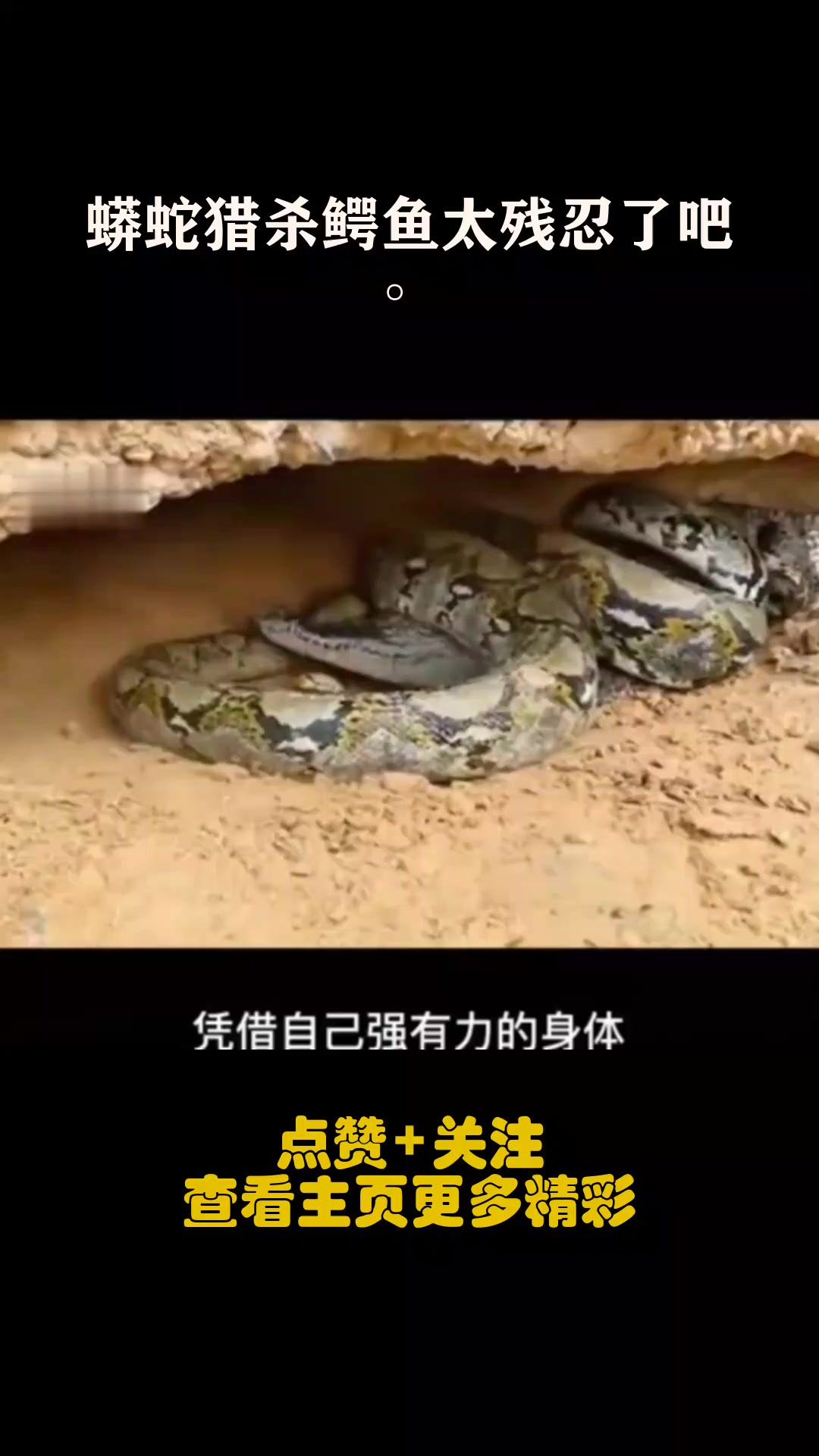 蟒蛇猎杀鳄鱼太残忍了吧