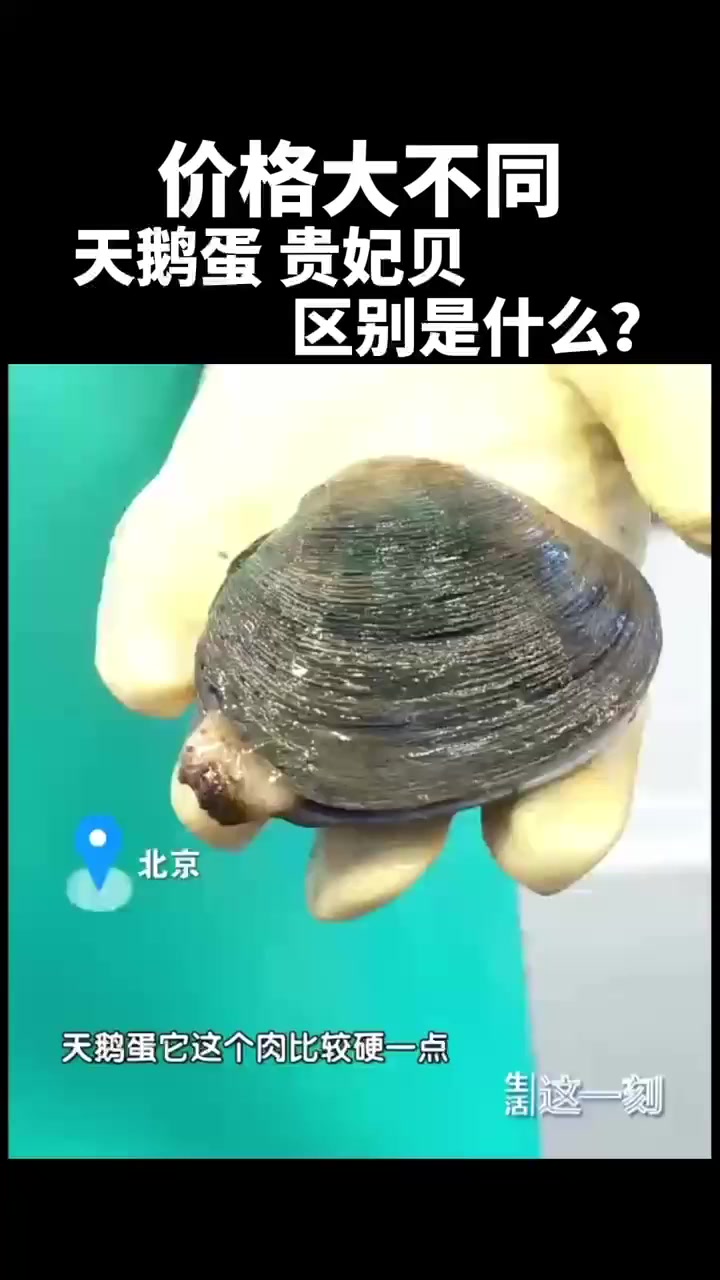 价格大不同 天鹅蛋 贵妃贝区别是什么?