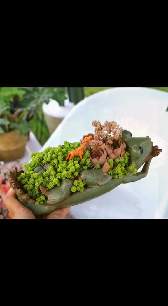 画画的人真的是万能的 多肉植物景观 多肉花园 最美多肉 给多肉展做的景观设计