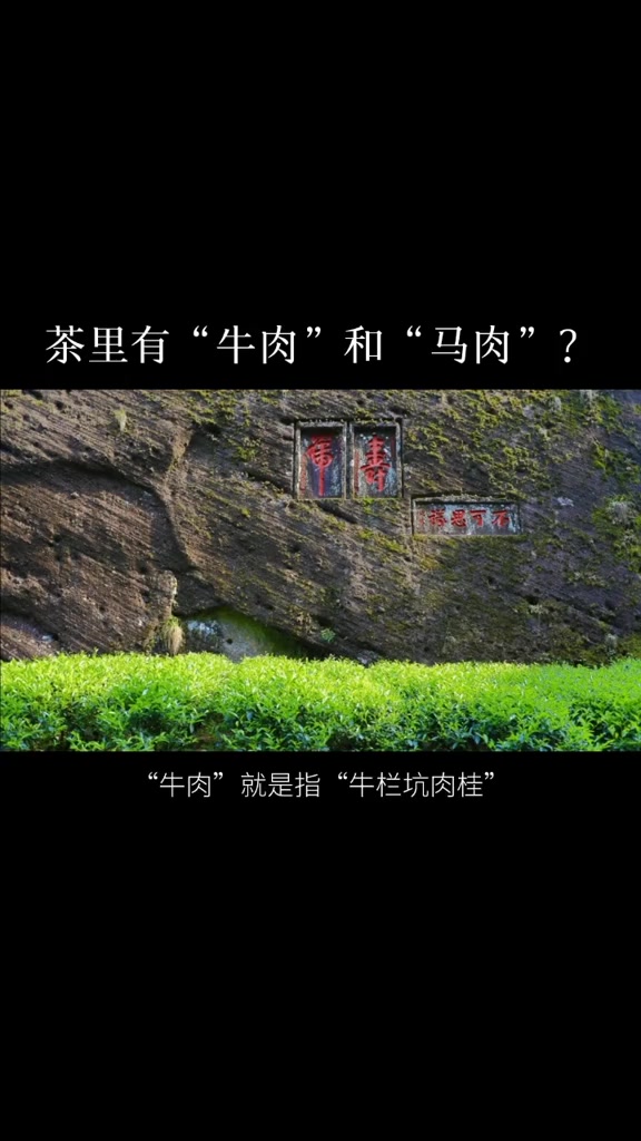 《学茶日记》第65集|茶里有“牛肉”和“马肉”?茶生活 茶知识 茶文化 喝茶