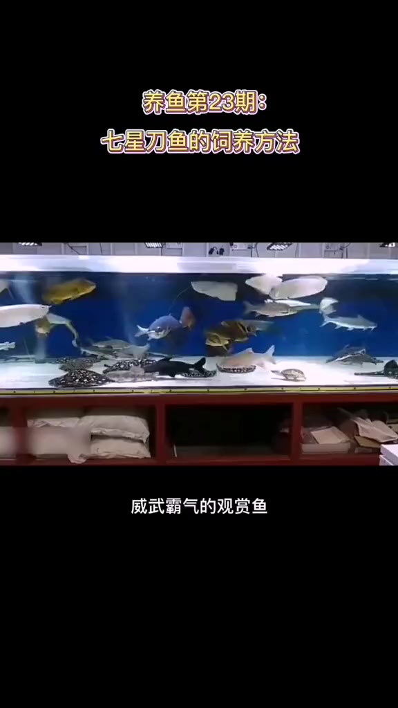 观赏鱼世界 养鱼教程 水族视频 水族爱好者 鱼缸:饲养七星刀鱼注意部分细节基本很好养活哦!