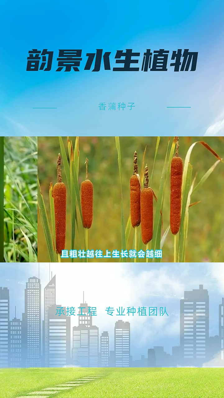 香蒲苗多少钱 香蒲种子 批发香蒲