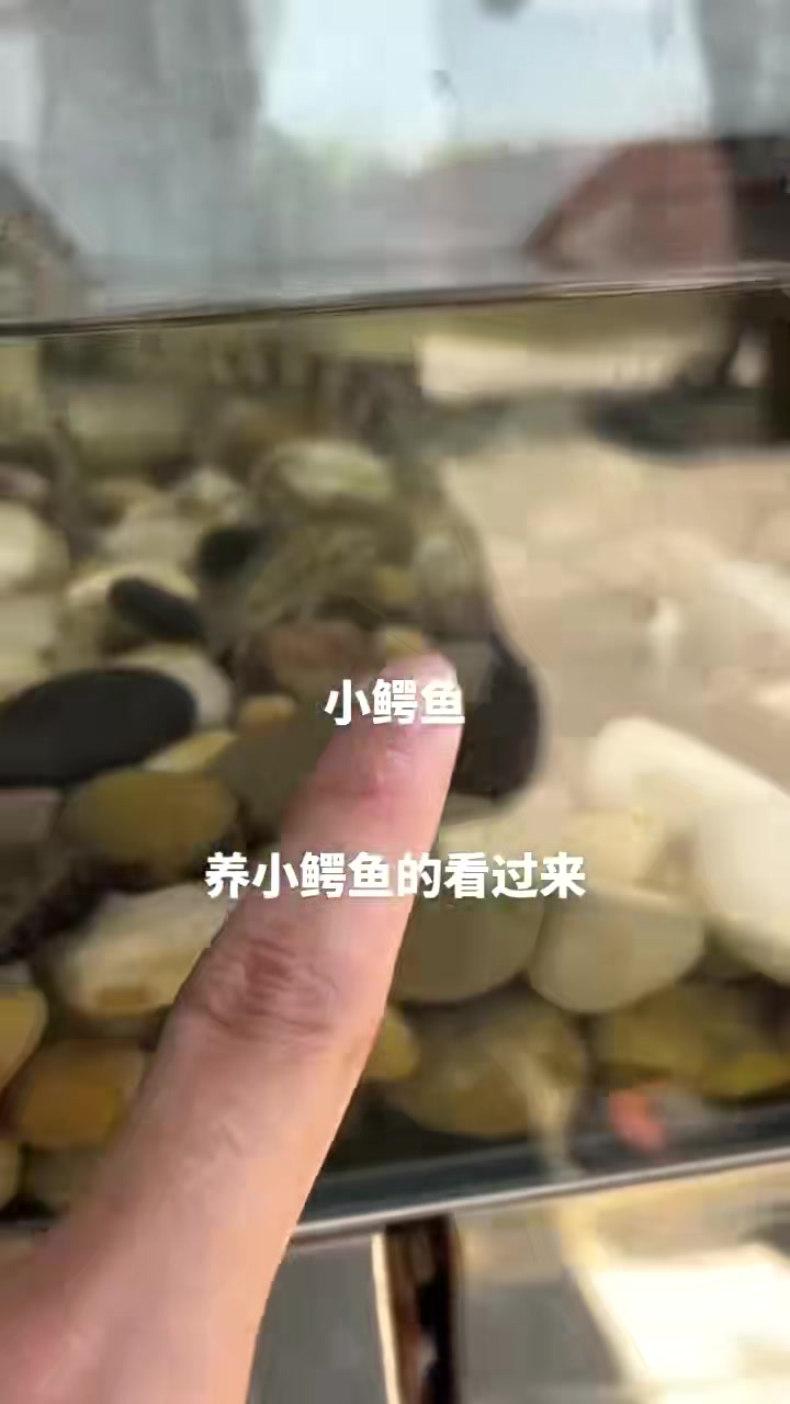 小鳄鱼爱洗澡。。