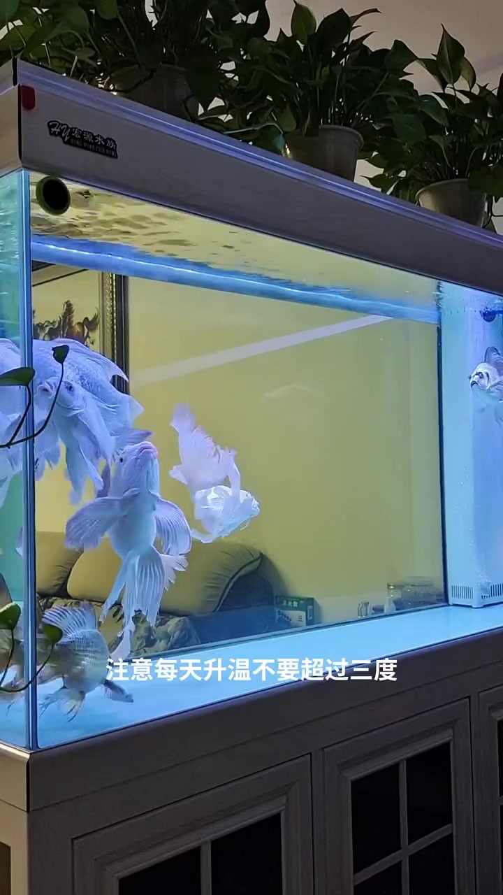 观赏鱼身上出现白点病怎么办?想了解更多养鱼知识!关注爱养鱼的焦杨!