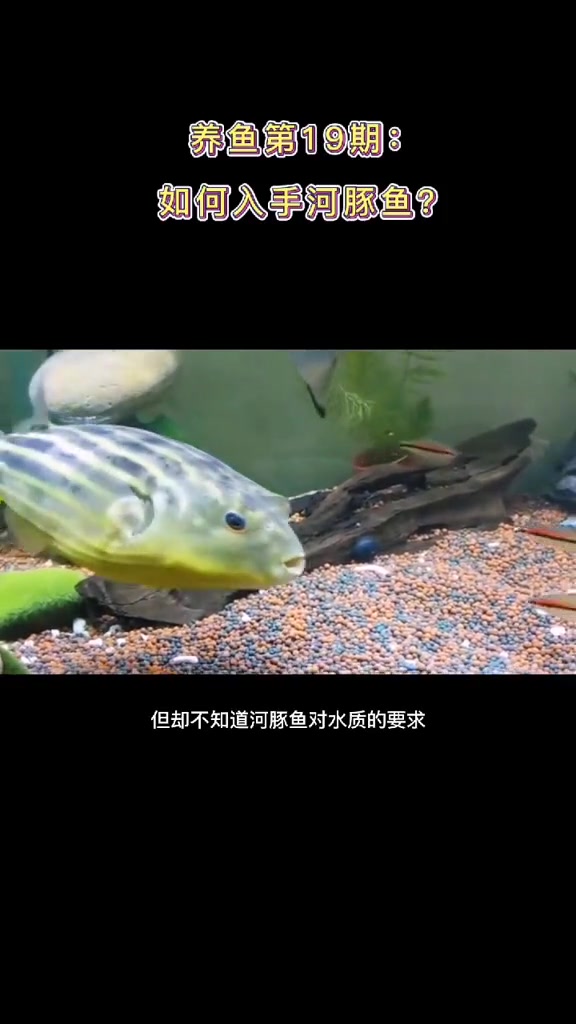 养鱼解说 水族世界 观赏鱼世界 热带鱼:饲养河豚鱼只要保持好水质和水温,基本很好养活哦