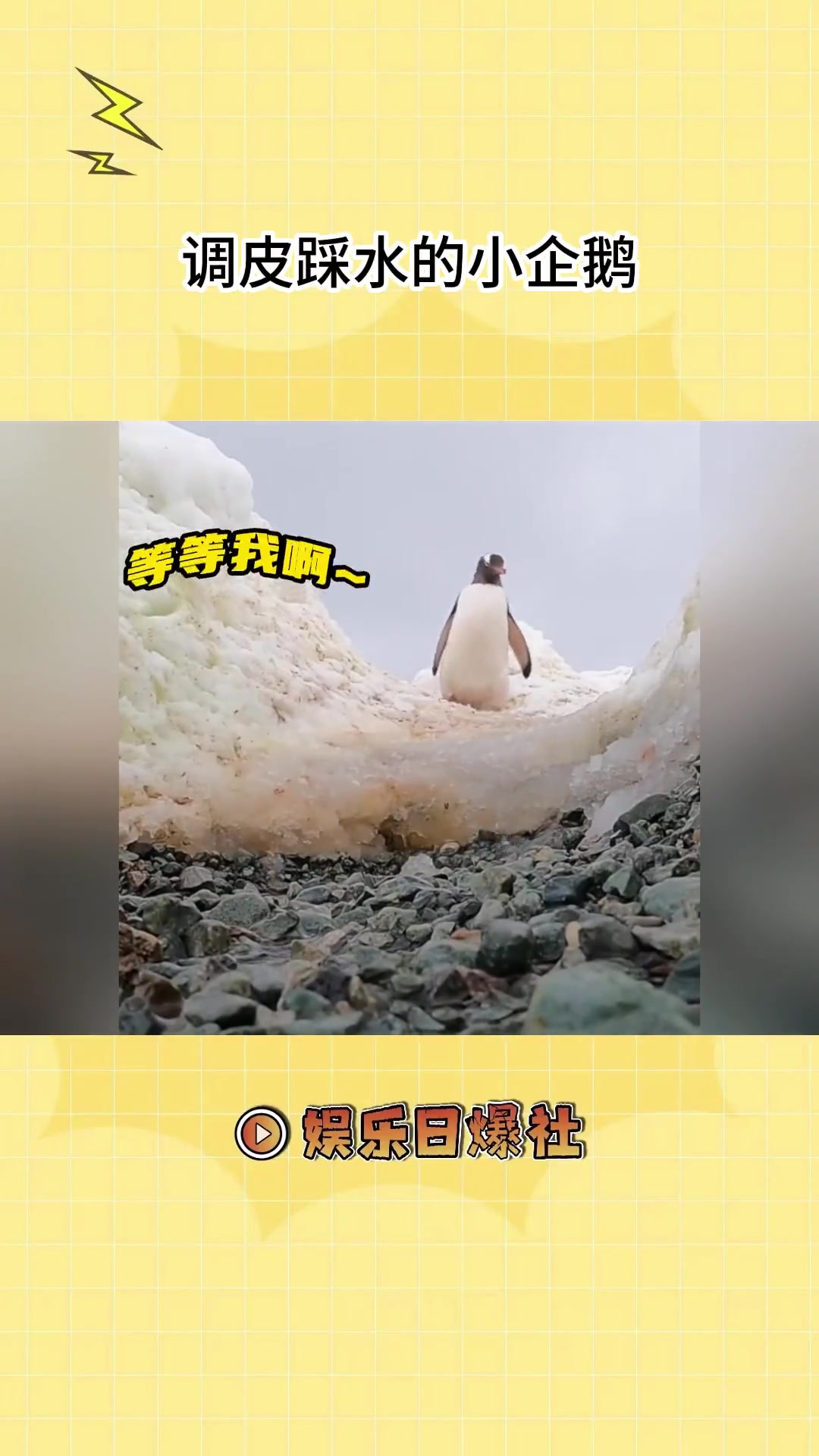 踩水的小企鹅,要不要这么可爱呀!