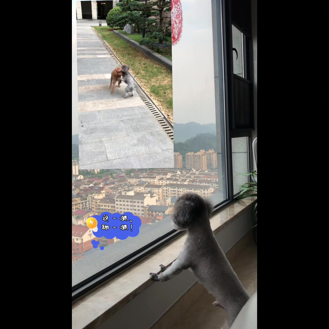 快乐宠物123!