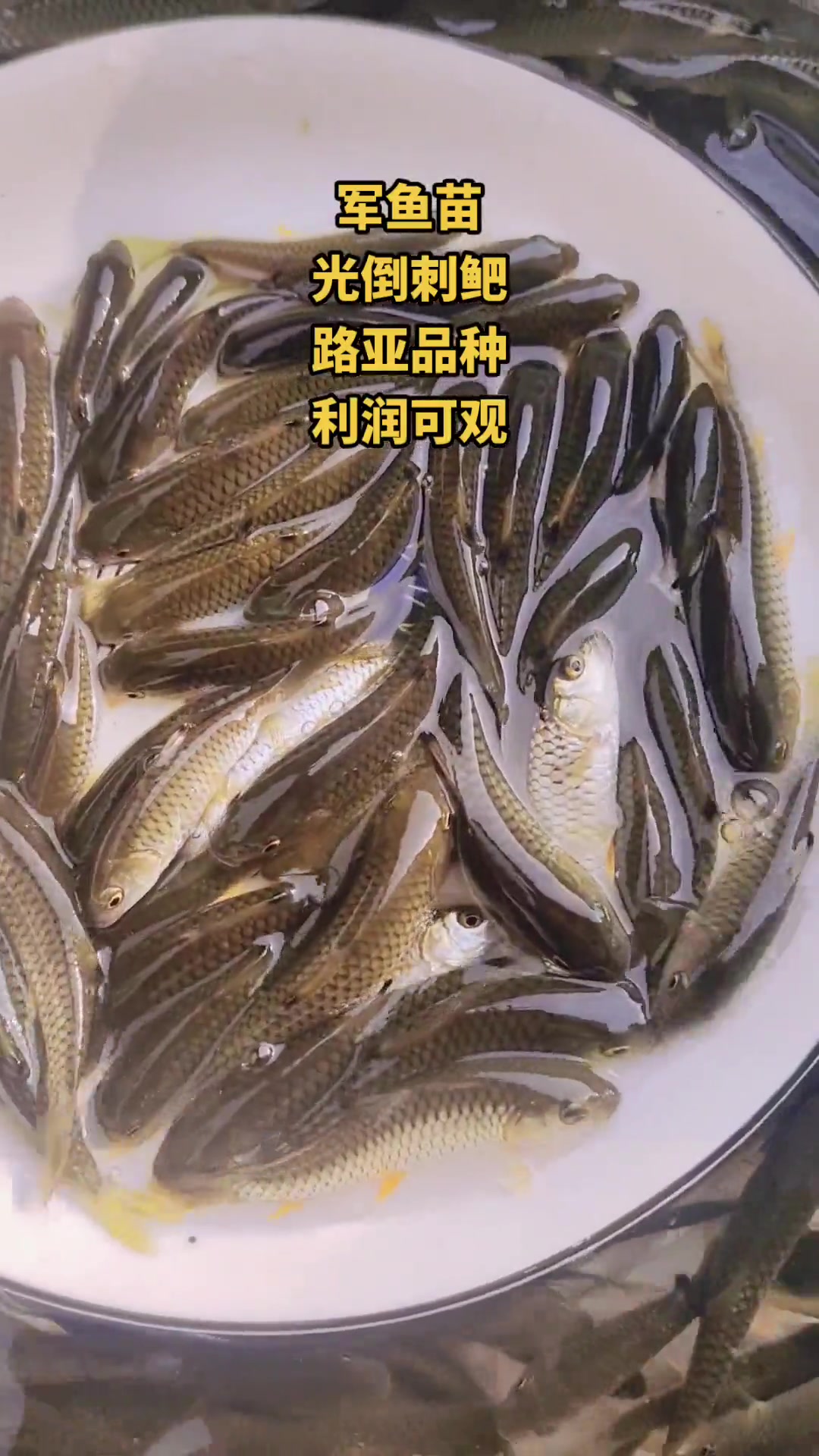 军鱼苗6-8公分。学名光倒刺鲃,附近也叫军鱼,青棍鱼,光鱼。路亚爱好者的理想鱼。军鱼 养鱼