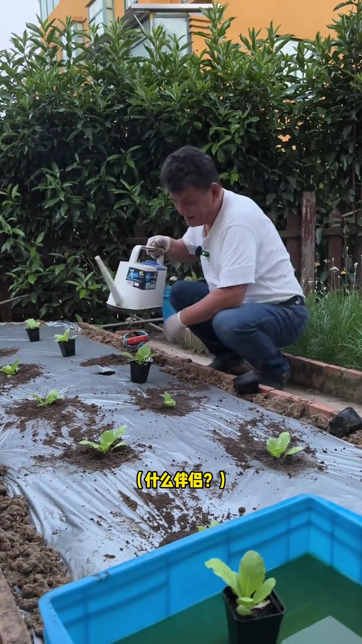 家庭种植移栽大白菜要注意的几件事 阳台种菜 种植小技巧 自己种的纯天然的绿色蔬菜 我的小菜