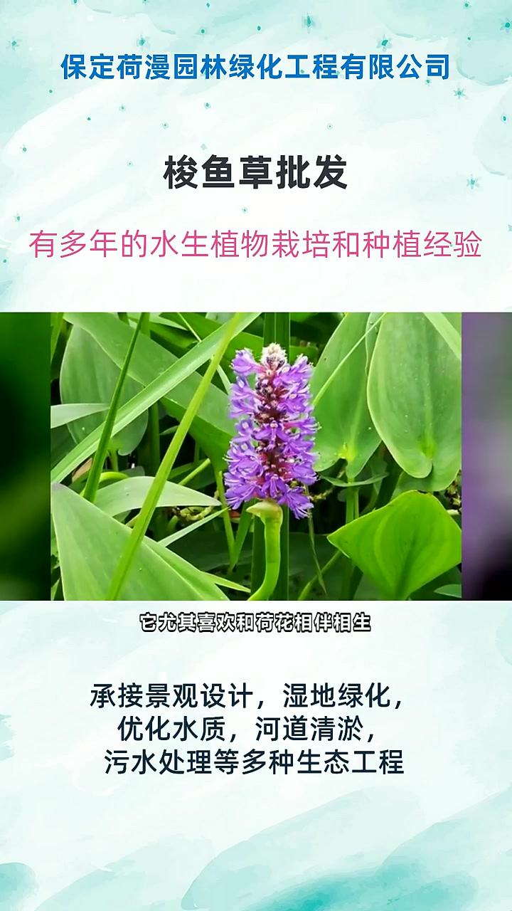 梭鱼草批发