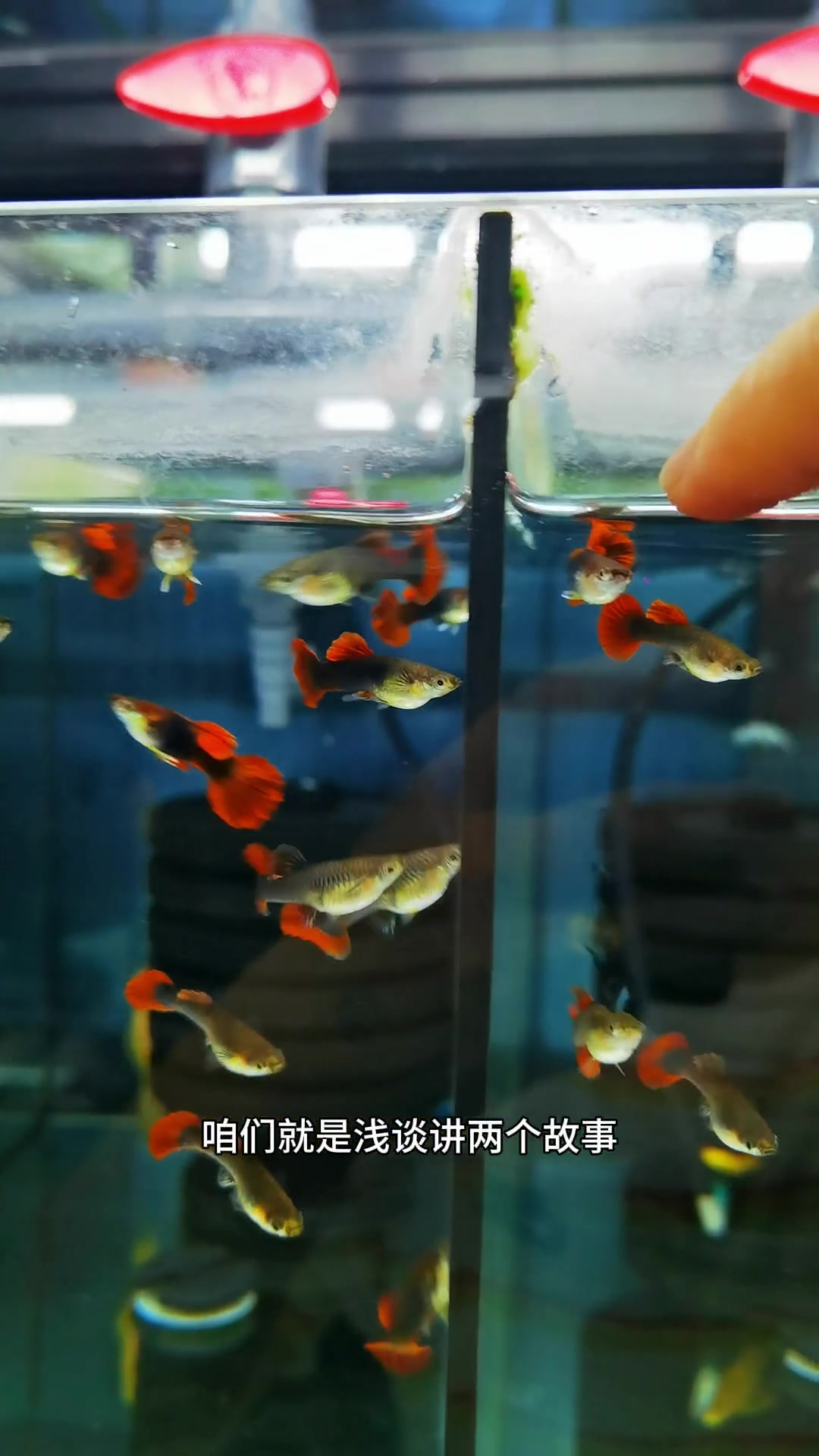 养褶扇孔雀鱼简单吗