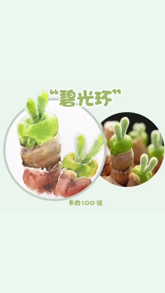 「多肉100绘」碧光环太爱了 多肉 手绘多肉 我的战疫时光 水彩 多肉植物 画画 画多肉