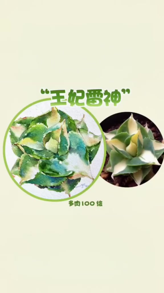 「多肉100绘」007|王妃雷神 锦,这个名字够霸气了!多肉植物 水彩 多肉 画画 手绘多
