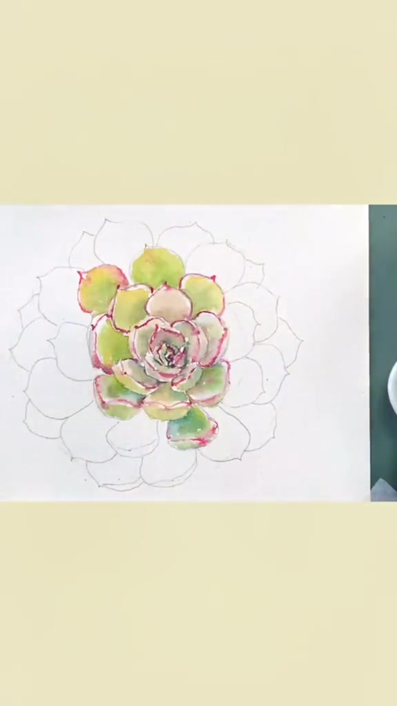 「多肉100绘」003|月光女神 多肉 多肉植物 水彩 画画 手绘
