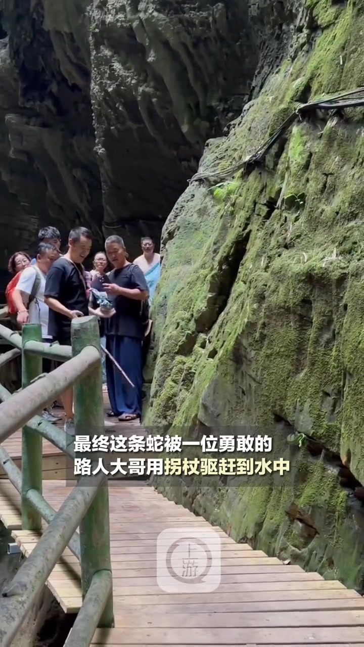 9月10号 重庆北碚 一景区栈道惊现绿色长蛇,游客被堵住10分钟不敢动弹,你知道这是什么蛇