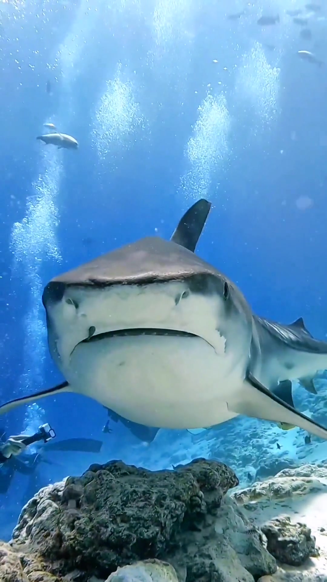 带你去看海底凶猛的大白鲨 海底世界 海洋生物 鲨鱼