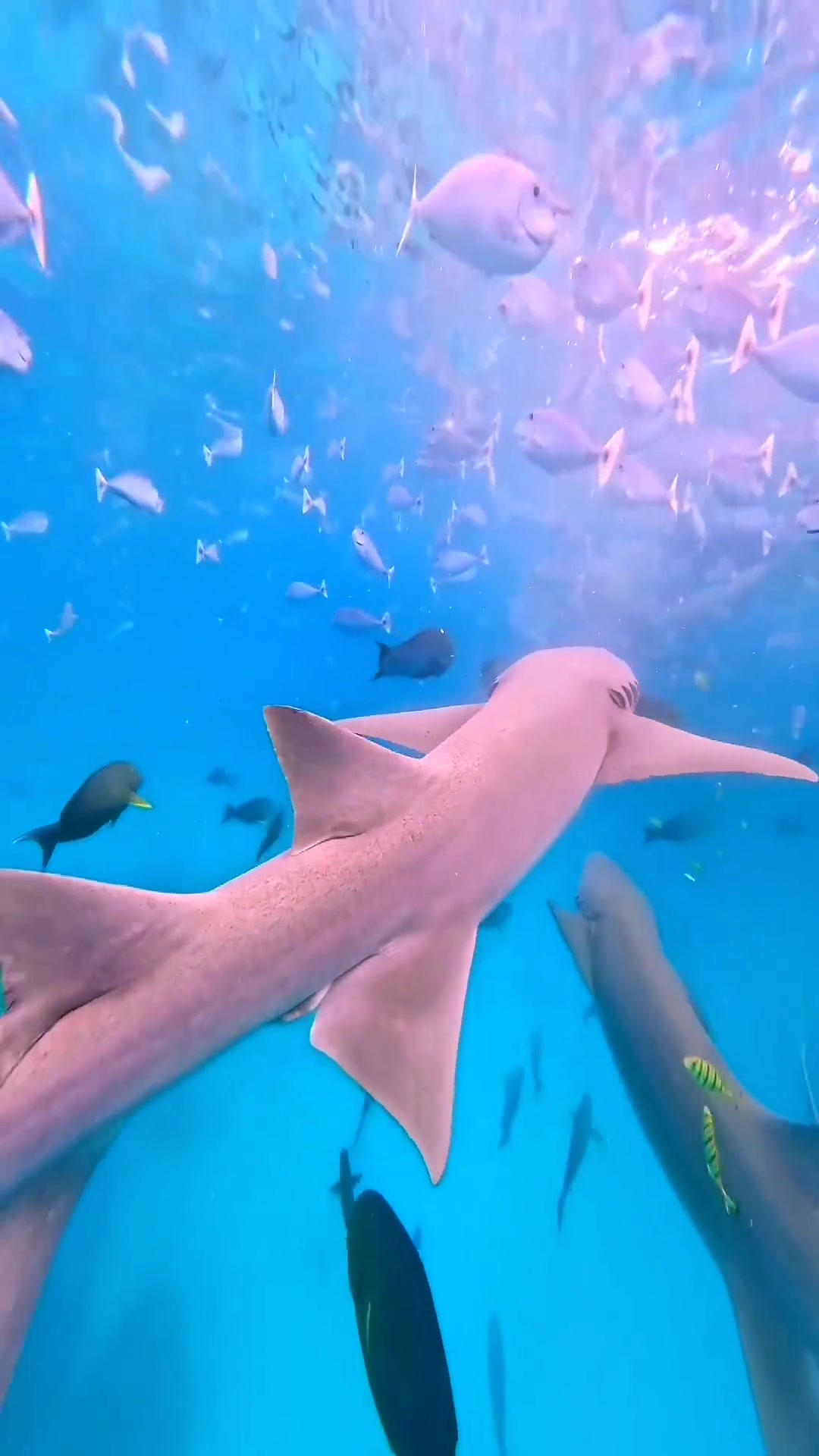 凶猛的鲨鱼 海洋生物 鲨鱼 海底世界