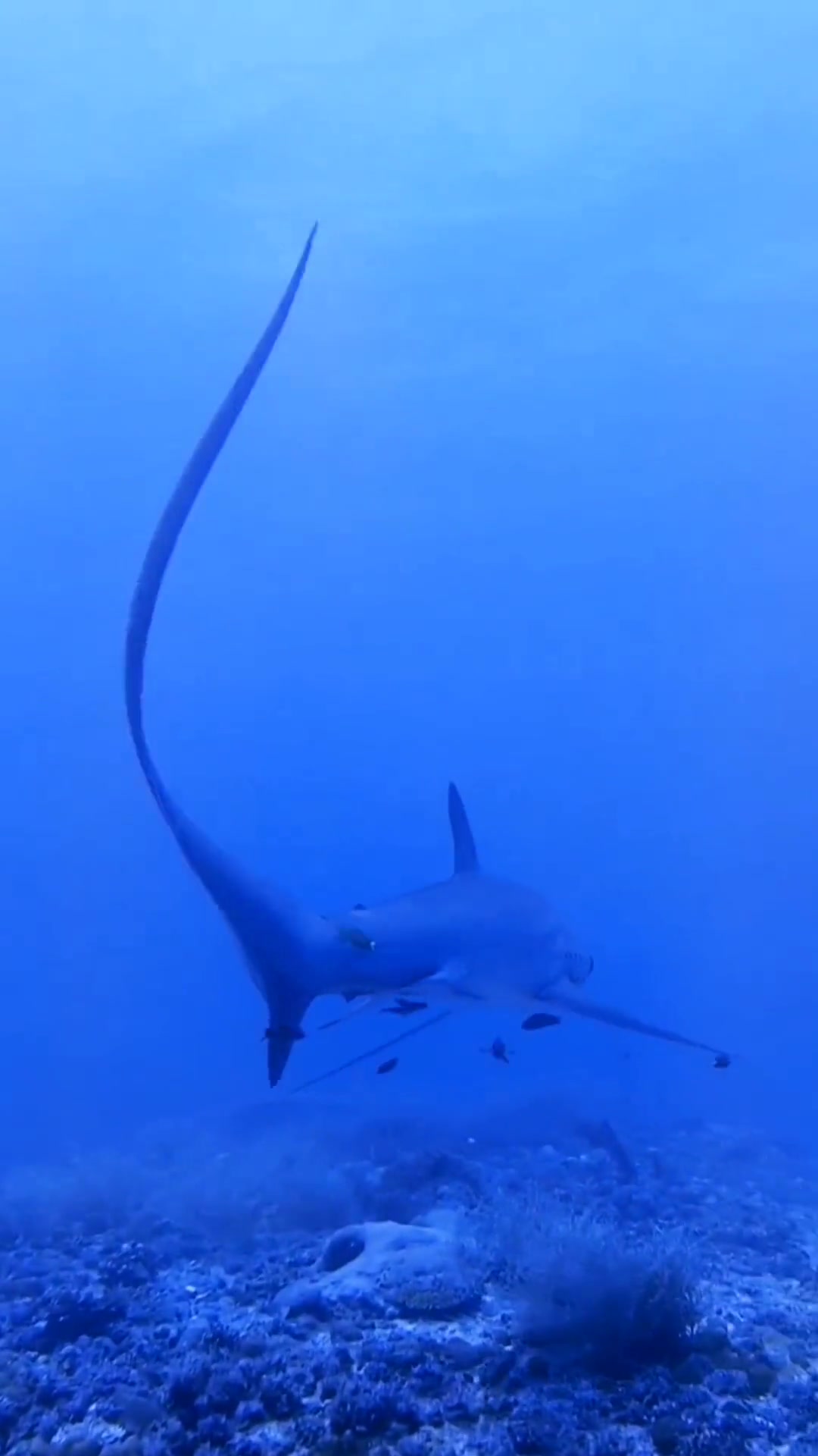 甩尾巴捕猎的鲨鱼,尾巴当鞭子把鱼抽晕?海底世界 海洋生物 长尾鲨鱼