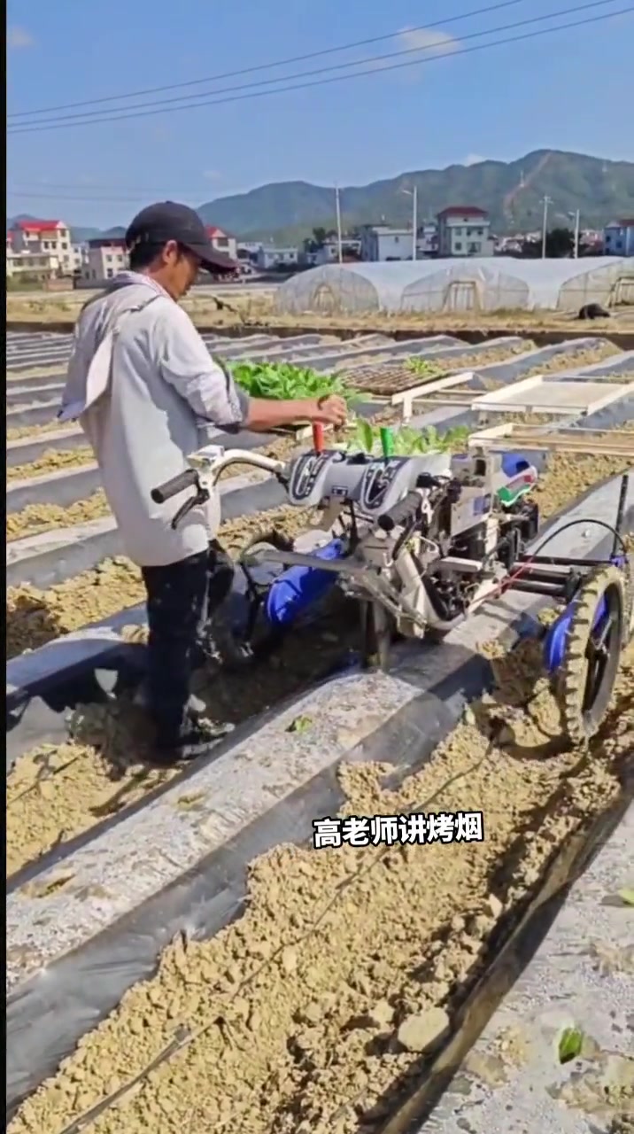 这样种烟,没有灵魂吧?高老师讲烤烟 防病增产组合叶连根和长好烟