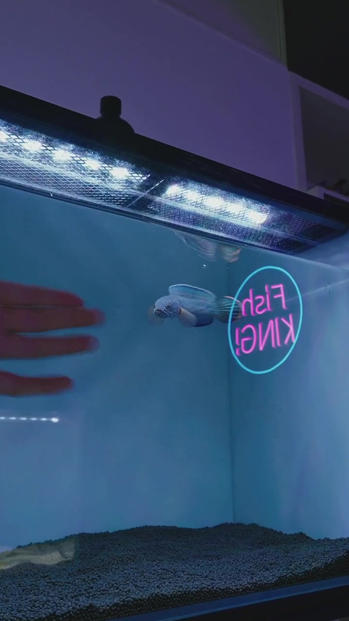 又又又到巴卡了?雷龙鱼 巴卡雷龙 黄金眼镜蛇雷龙 养鱼日记 鱼缸造景