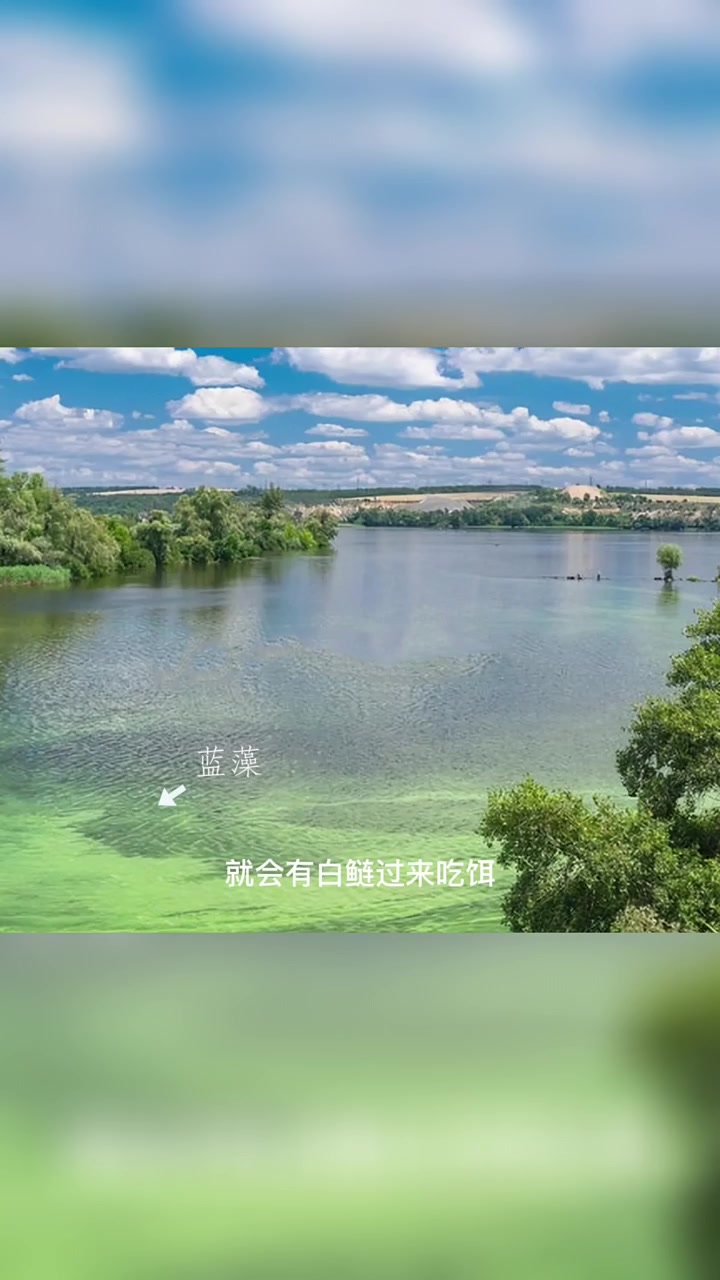 鳙 你们要的浮钓鲢鳙攻略!