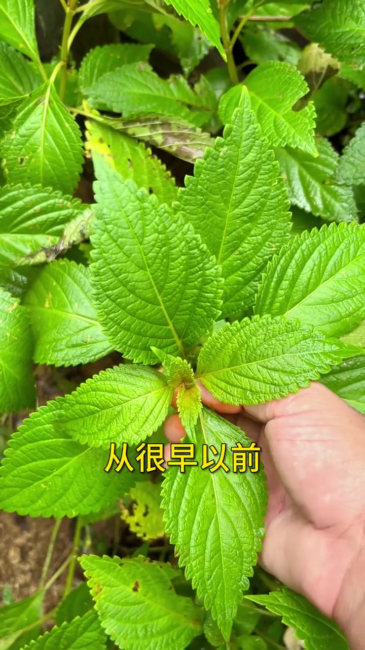 把苦苦的青草野菜,变成清香的茶。溪黄草 茶 农产品 今天你喝茶了吗