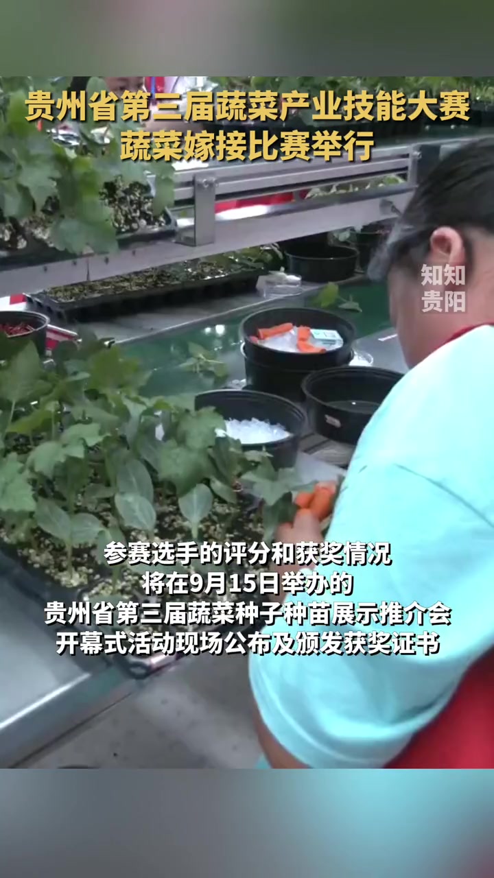 9月9日,贵州省第三届蔬菜产业技能大赛蔬菜嫁接比赛在贵阳农投集团楠木渡蔬菜种繁中心举行,来