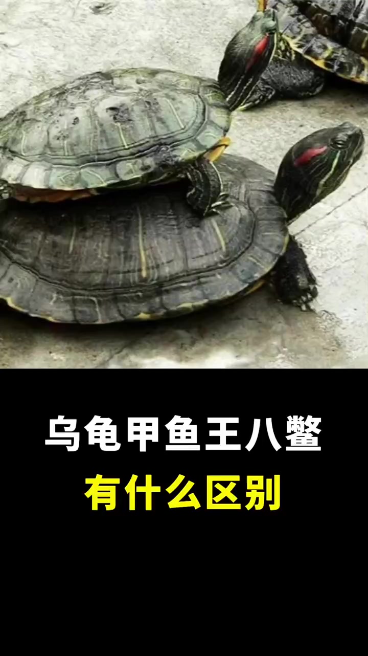 乌龟王八甲鱼鳖,有什么区别?