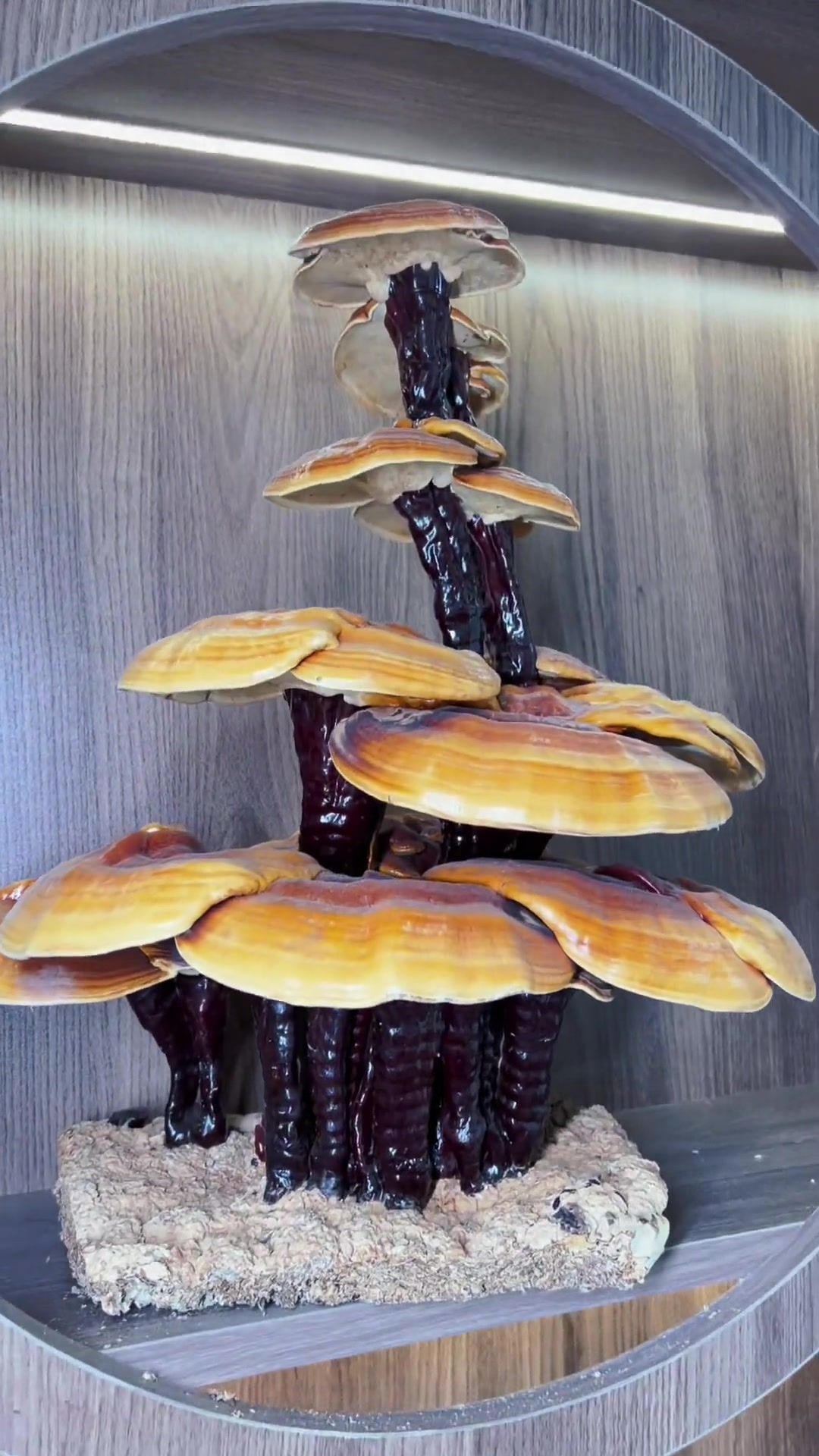 白划走!小跳给大家送长白山人参啦,～燕窝,海参,冬虫夏草,花胶,这个新年还不知道送什么?那