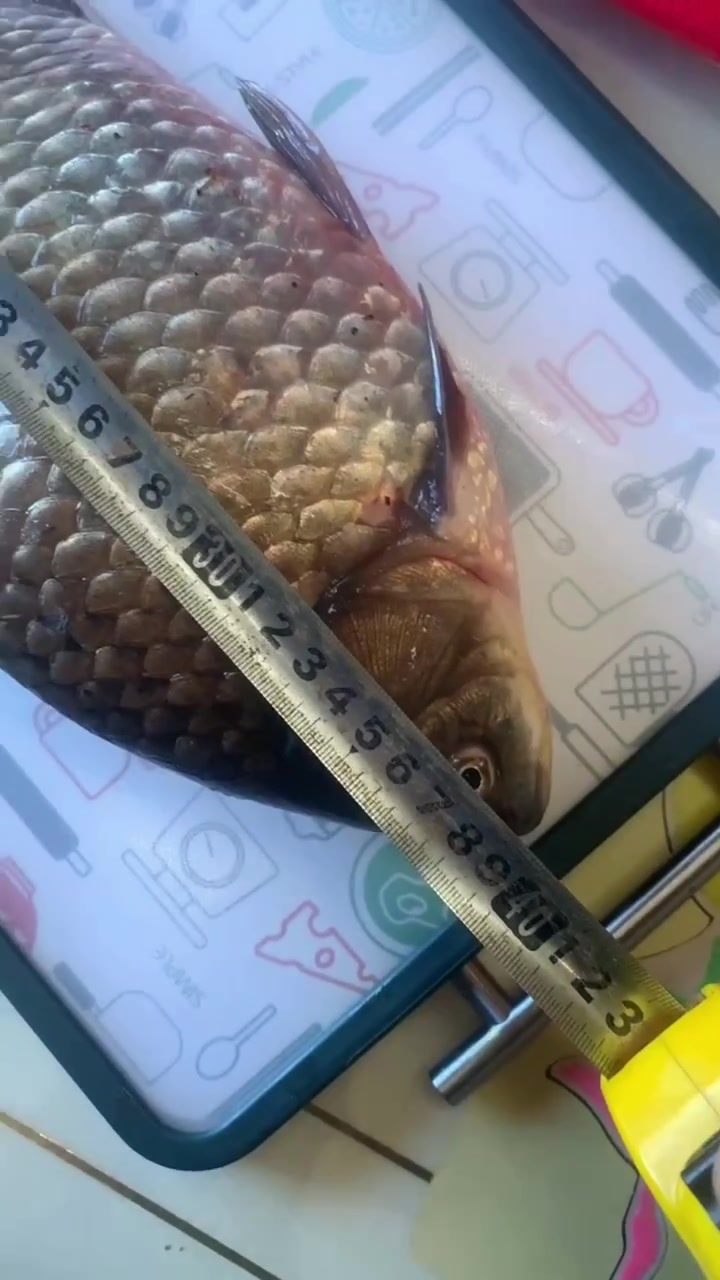 你们钓过最大的鲫鱼是多大,欢迎来挑战!哈哈