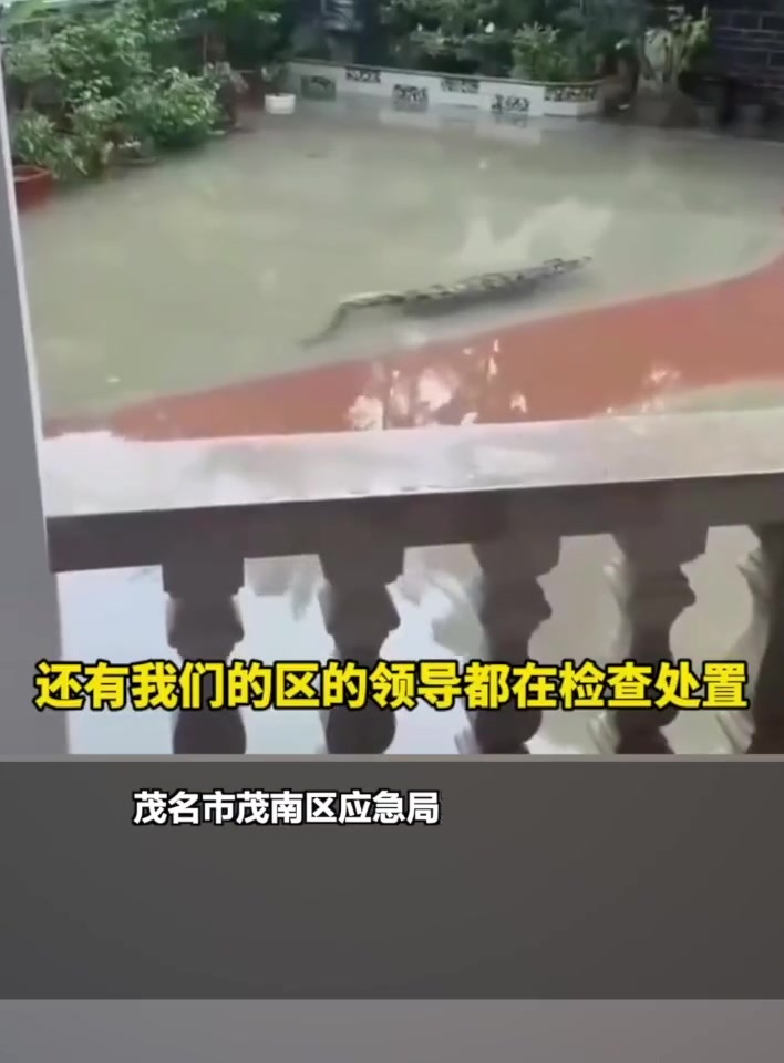 「广东一养殖场70多条鳄鱼出逃?当地回应」9月11日,网传视频称广东省茂名市彭村湖附近,一