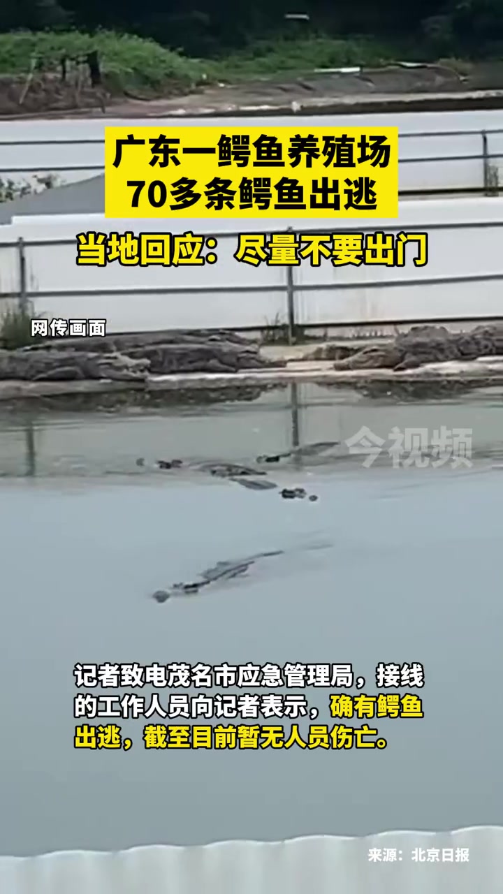 广东一鳄鱼养殖场70多条鳄鱼出逃,当地回应:尽量不要出门!鳄鱼 出逃 出门