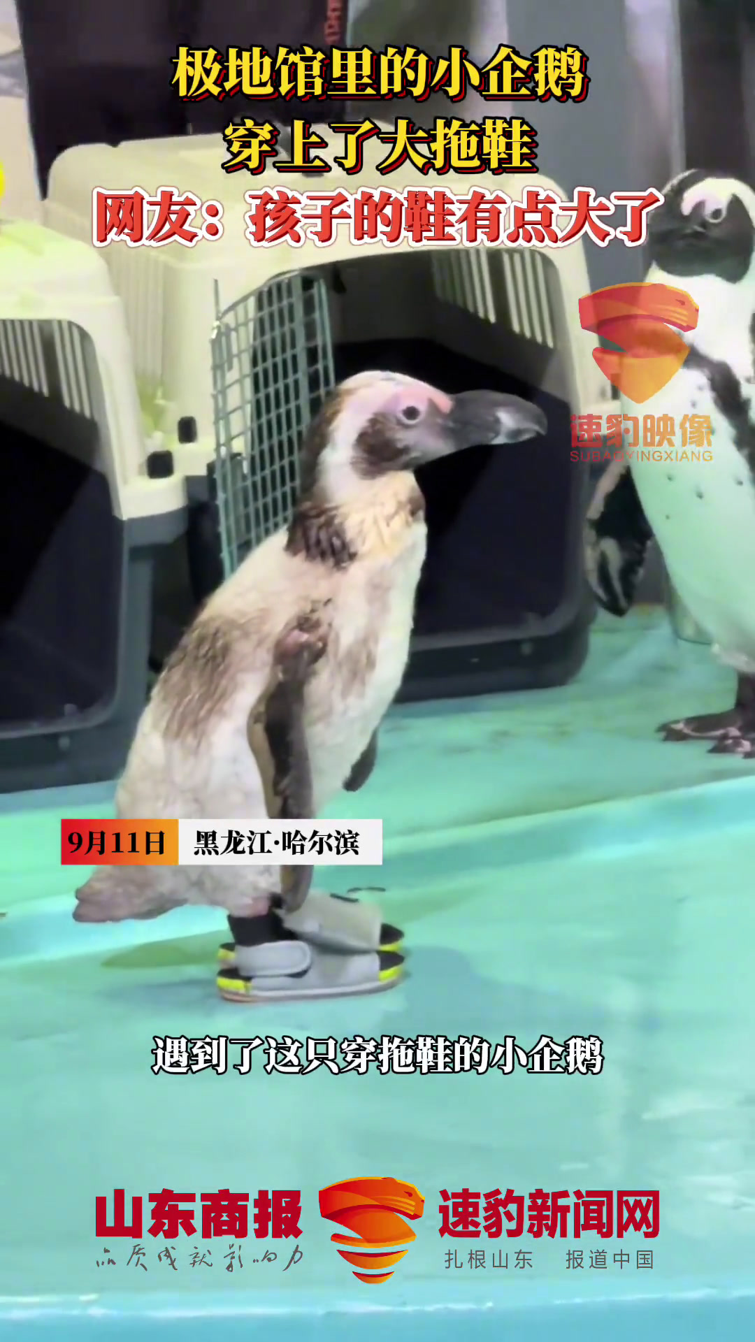 极地馆里的小企鹅穿上了大拖鞋,网友:孩子的鞋有点大了 小企鹅 水族馆 动物世界