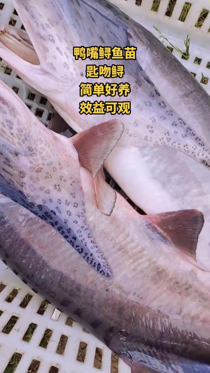 鸭嘴鱼苗1-3两,3-5两有货。成鱼3-4斤。鸭嘴鱼适合精养,套养。适合于水库、湖泊和池塘