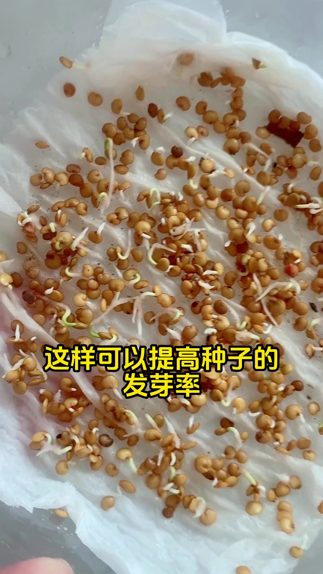 菠菜种植步骤教程