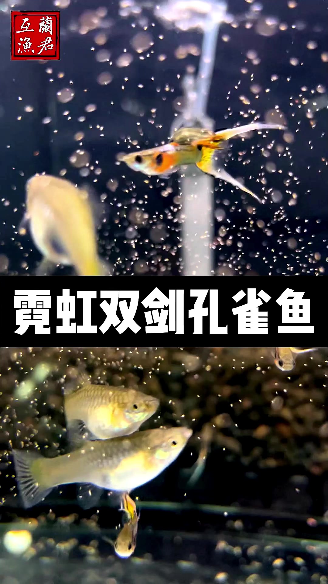 看着太舒心了,双剑孔雀鱼