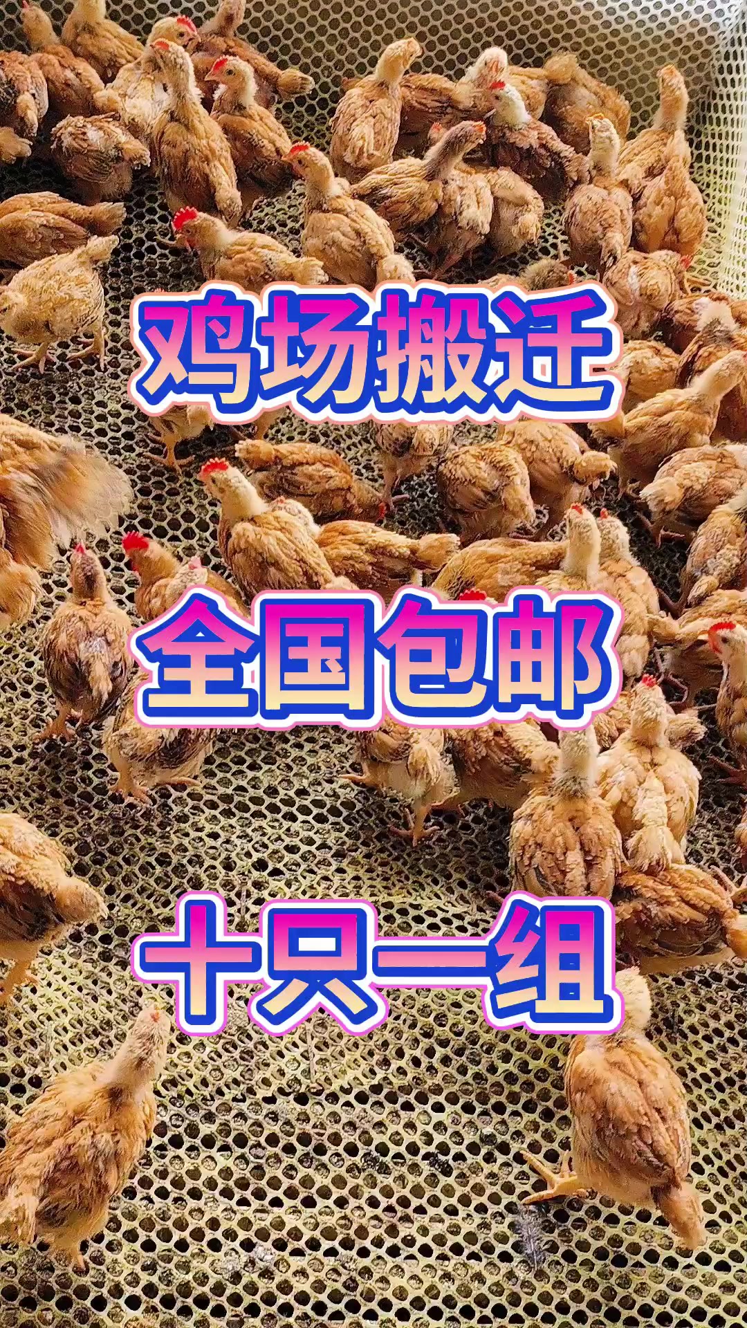 红玉380大红公鸡苗