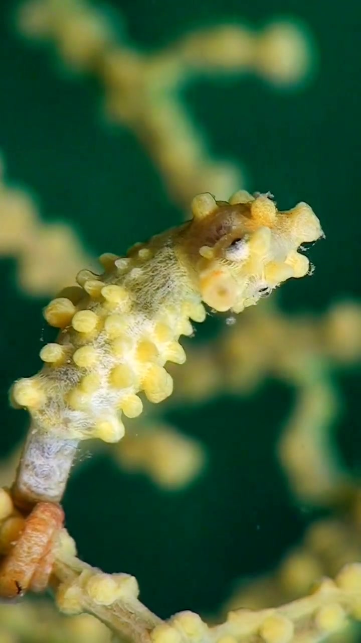 海洋的小鱼小虾丰富多彩 海底世界 一起享受大自然的美 海洋生物