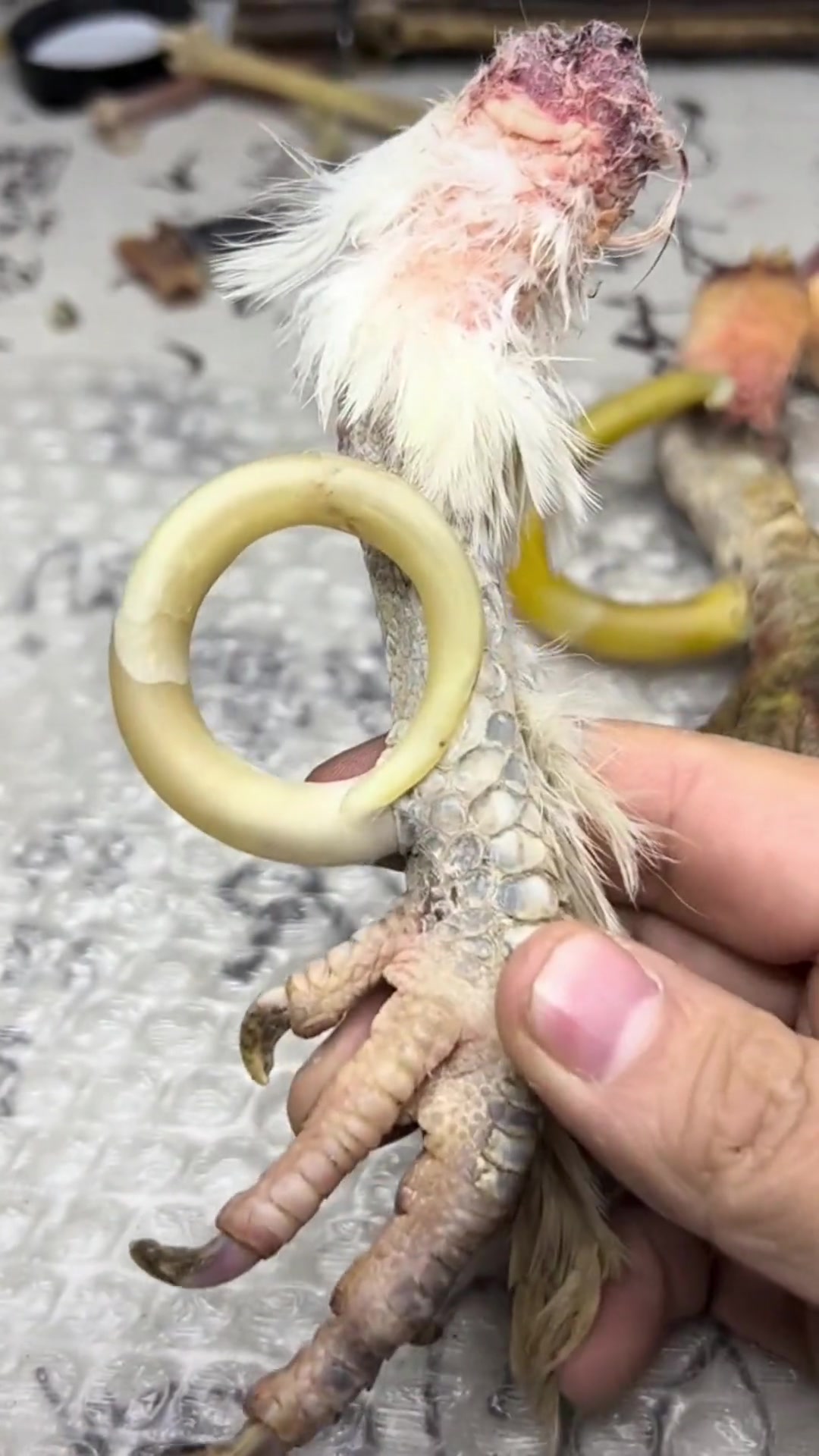 这个圆环三万块钱贵不贵?文玩鸡爪骨贵吗 文玩鸡爪骨价格 文玩鸡蹬子 鸡脚骨文玩