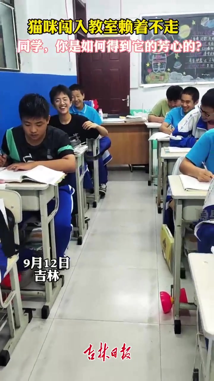 猫咪闯入教室赖着不走。同学,你是如何得到它的芳心的?记录校园生活 萌宠