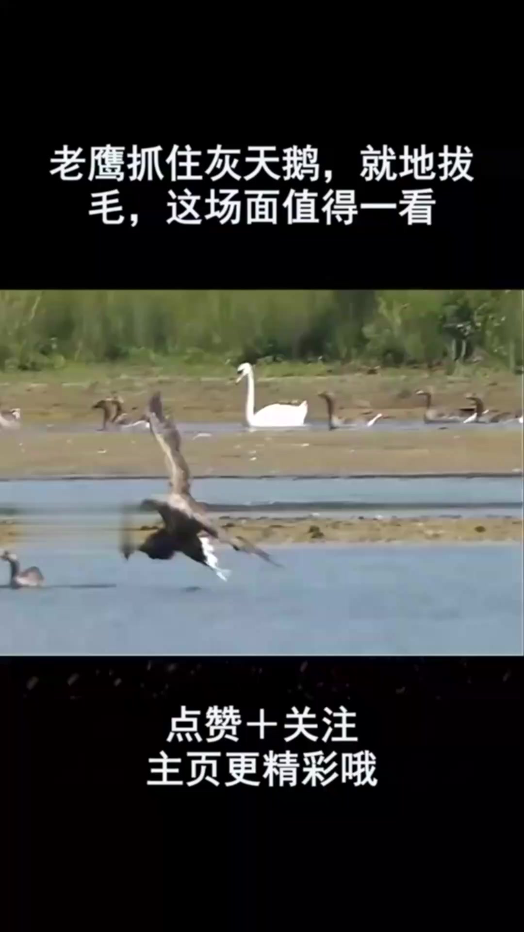 老鹰抓住灰天鹅,就地拔毛,这场面值得一看