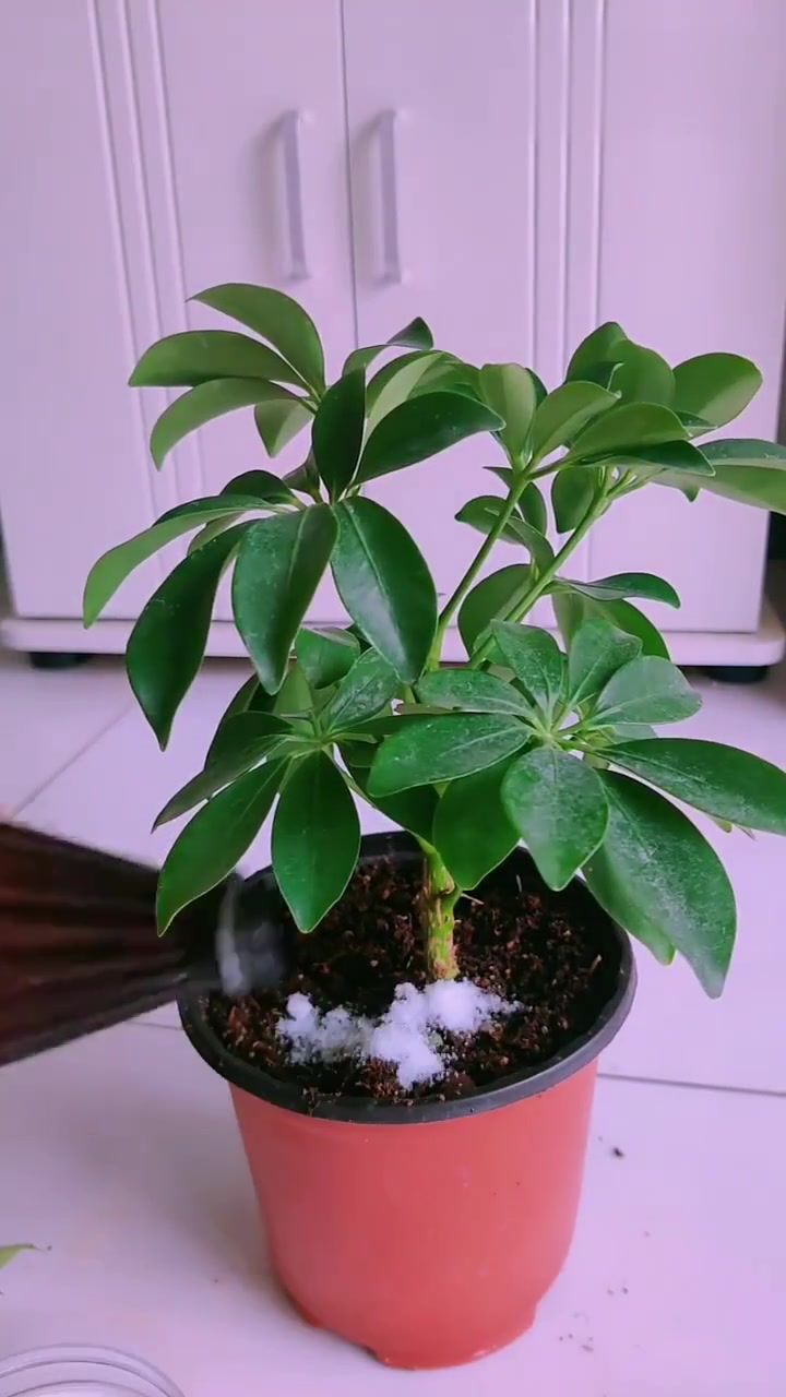 鸭掌木这样剪,分枝多