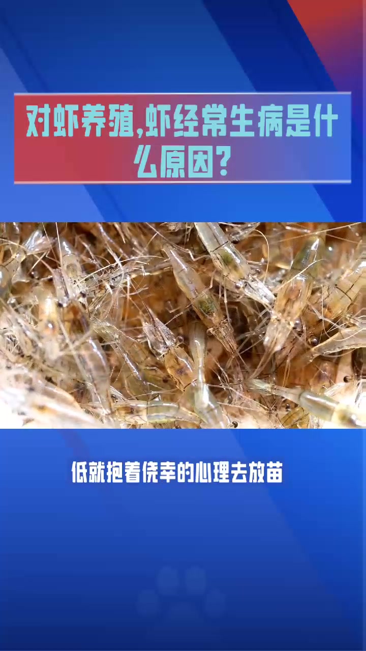 对虾养殖,虾经常生病是什么原因?