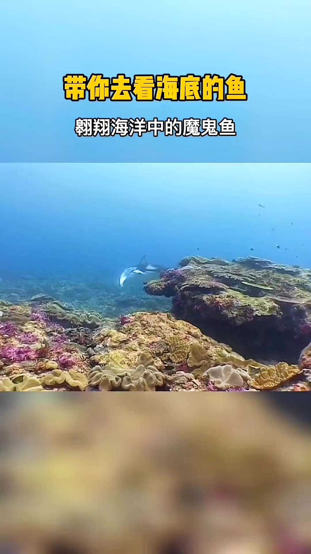 游弋在海底的“幽灵”魔鬼鱼 海底世界 海洋生物 魔鬼鱼