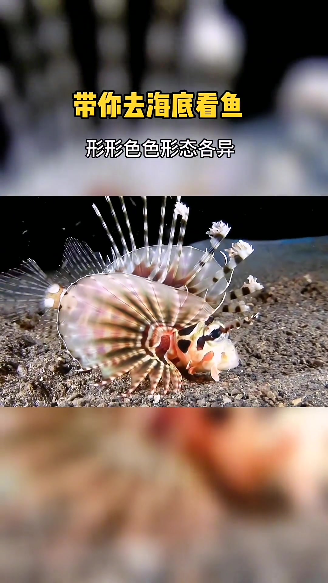 带你去看看海底形形色色形态各异五彩斌纷的小鱼!海底世界 奇趣自然 奇妙的动物 鱼